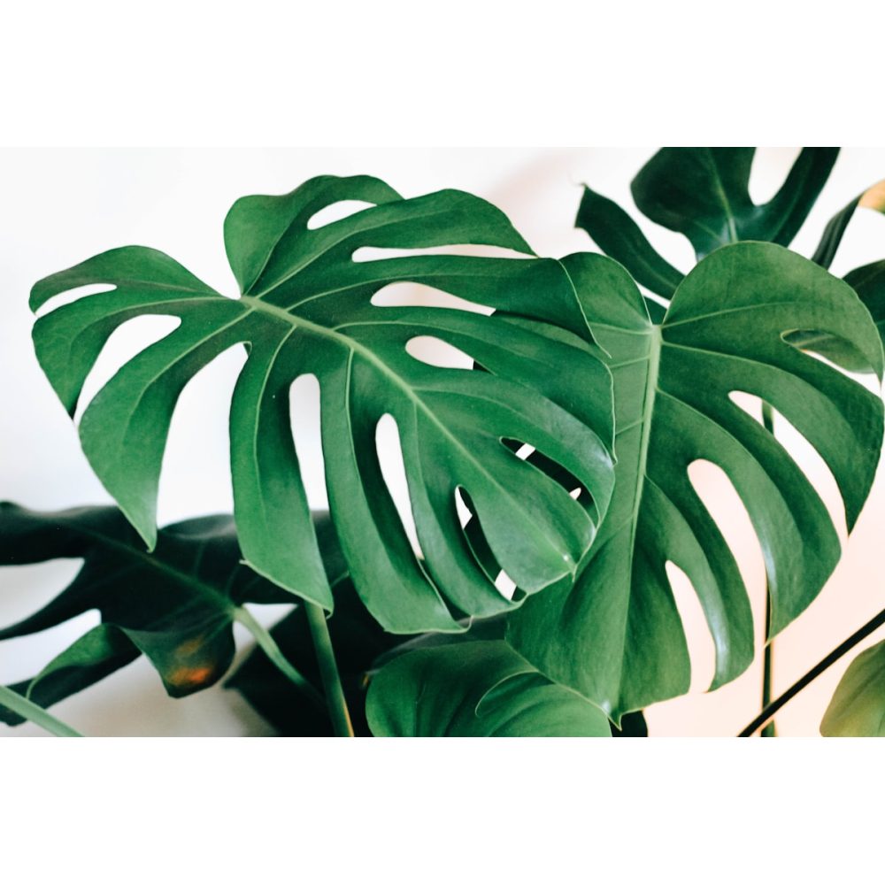Artificial fiddle leaf fig tree in a pot