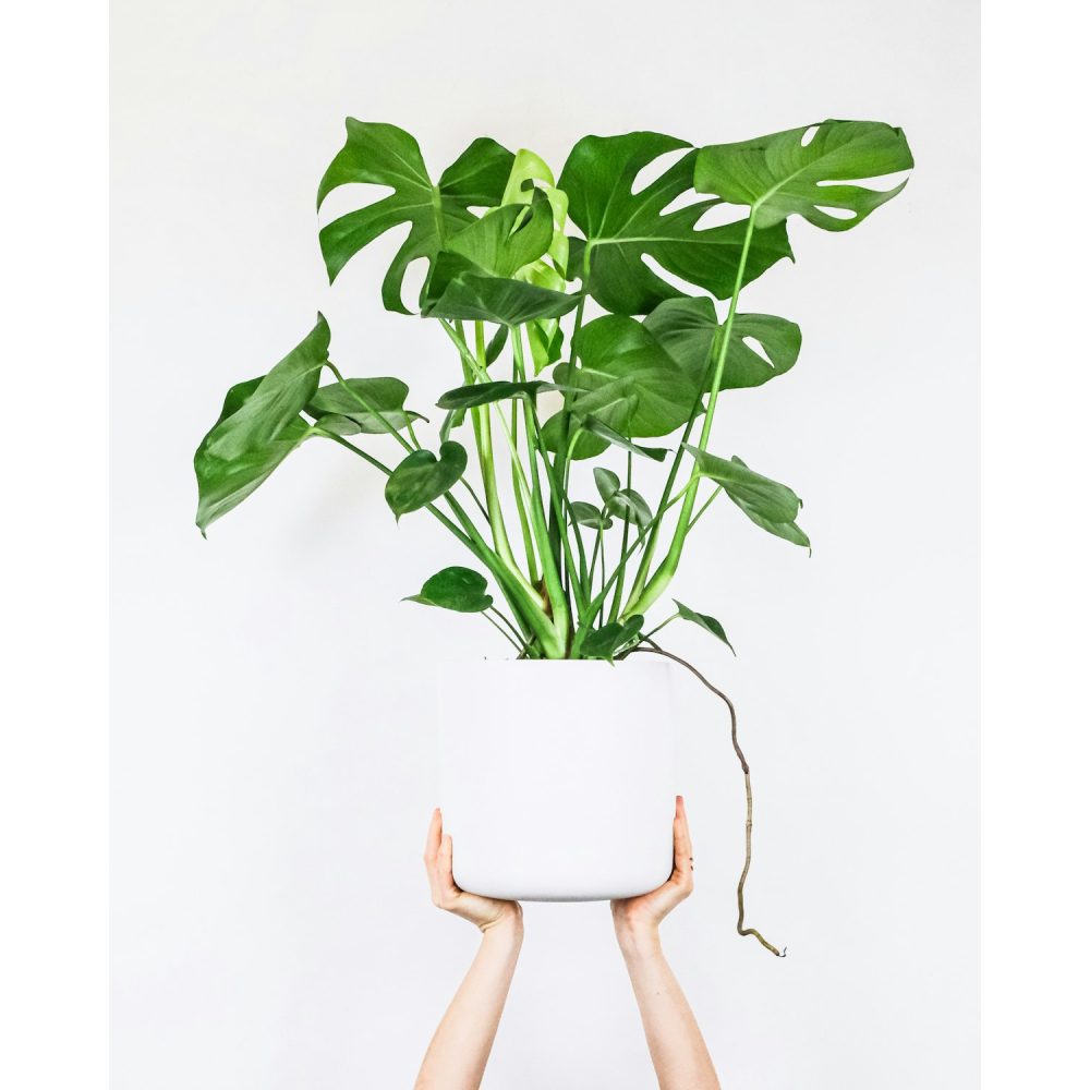 Artificial monstera plant in a pot