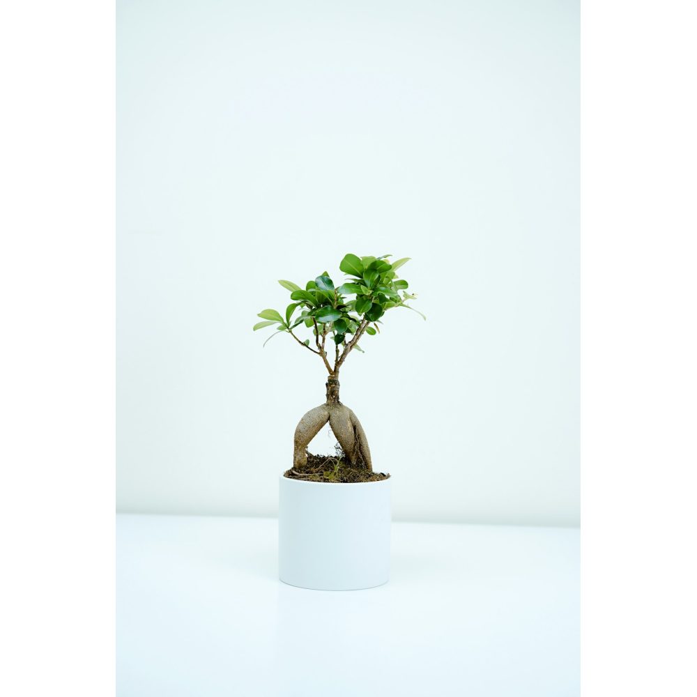 Artificial palm tree in an interior