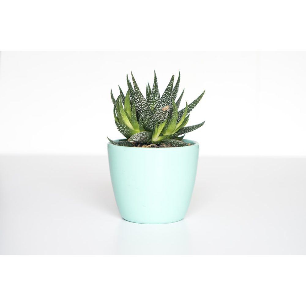 Set of artificial succulents in small pots